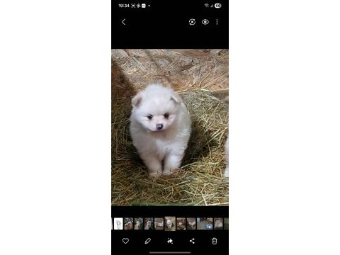 1 buçuk aylık pomeranian