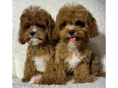 Toy poodle yavrular izmir