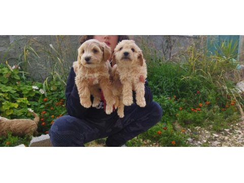 5 adet yavru maltipoo