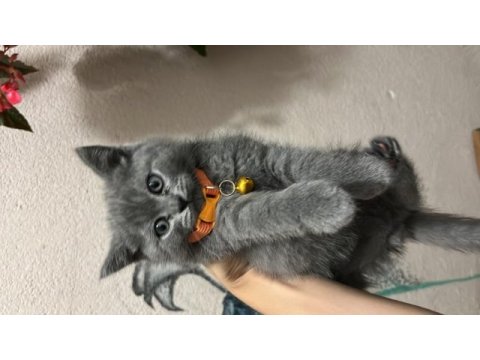 British shorthair 3 aylık