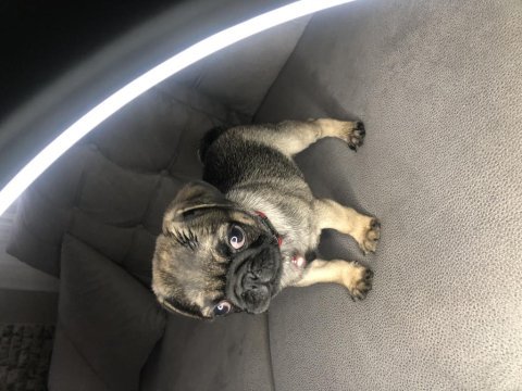 Dişi pug yavrumuz yeni ailesini arıyor