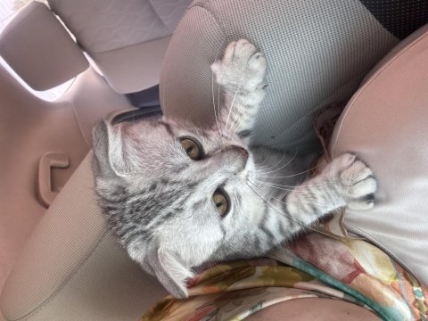 Scottish fold 3 aylık