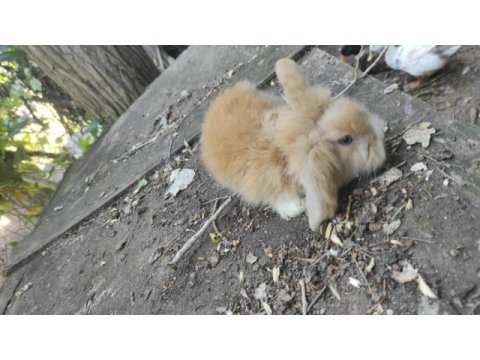 Lop hollanda tavşanı