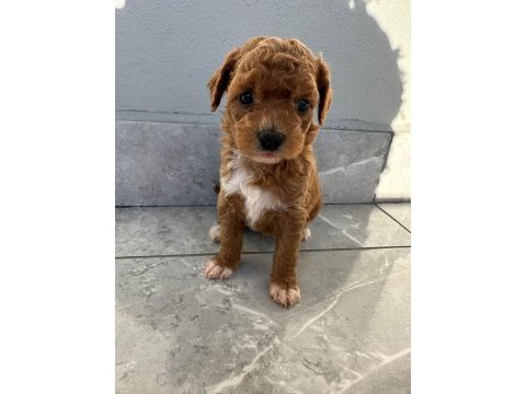 Baby toy poodle