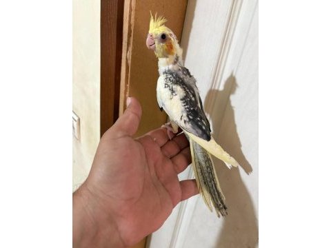 52 günlük harika bebek sultan