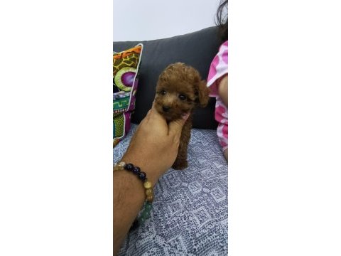 Orjinal toy poodle 2 kiloyu geçmeyecek tea cup