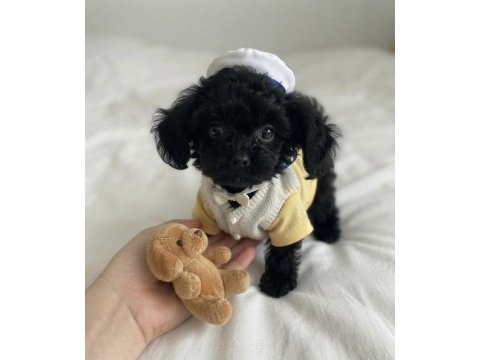 Ev ortamından siyah toy poodle yavrular