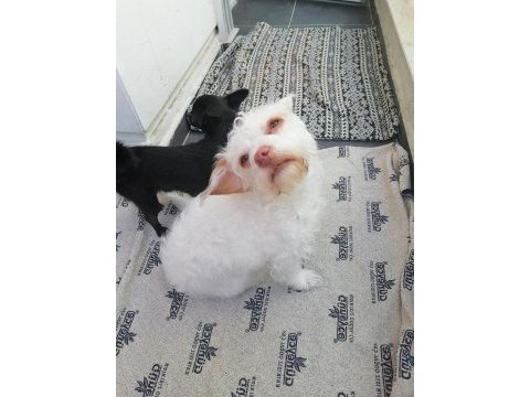 Ücretsiz eğitimli terrier