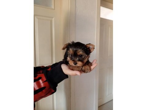 Yorkshire terrier