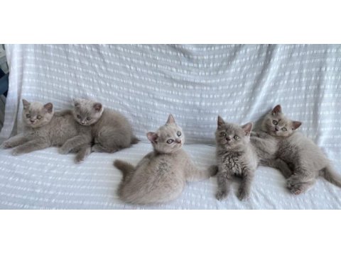 Teslime hazır british shorthair yavrular yuvasını arıyor