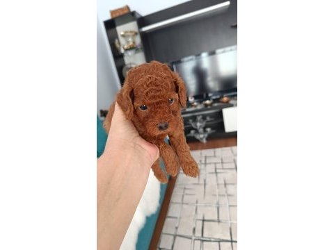 Toy poodle köpeği