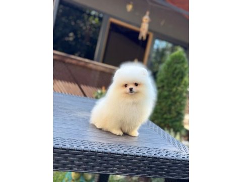 Minik sevimli pomeranian