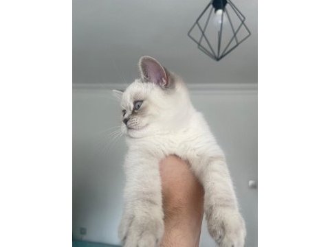Blue point 2 aylık british shorthair