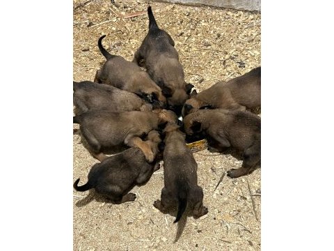 Belçika kurdu (malinois)