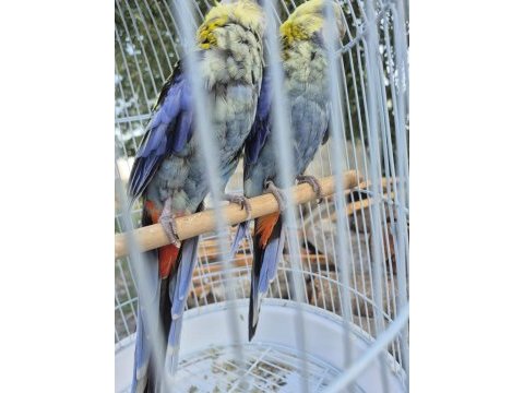 Nadir renk erkeği elegans rozella çift