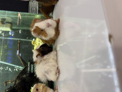 Ginepig yavruları gelmiştir citypetshop