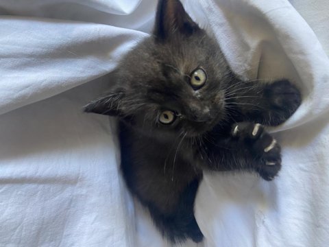 Brıtısh black shorthaır