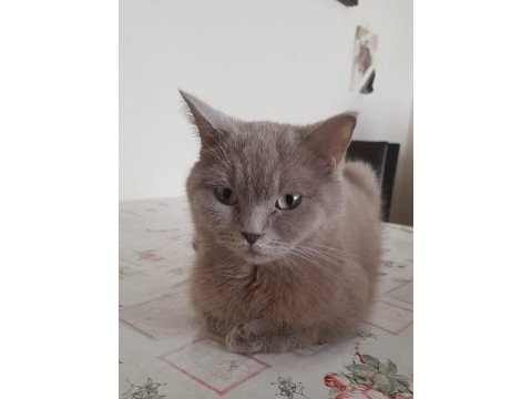 Dişi 2 yaşında british shorthair kedimiz