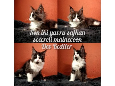 Secereli dev yavru maine coon