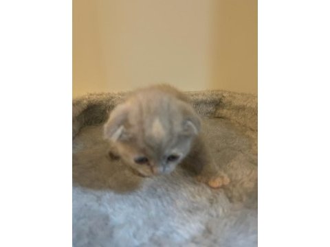 Kahve rengi scottish fold