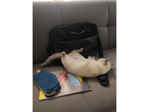 Blue point 7 aylık dişi british shorthair