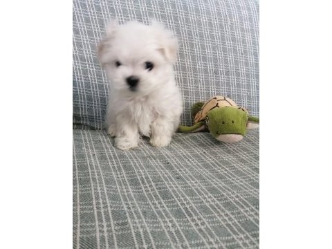 Maltese yavrular