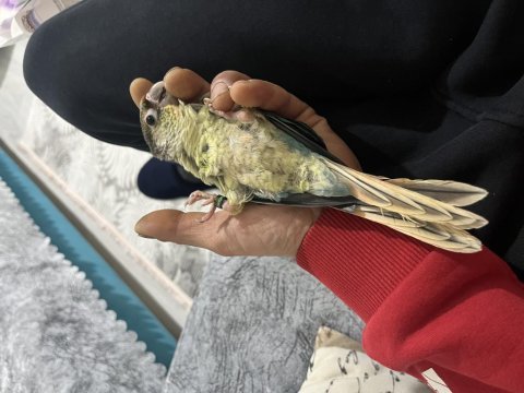 Full evcil turkuaz konur 5 aylık