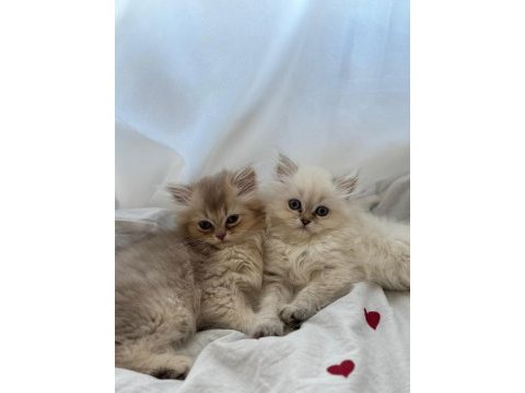 Dişi son kalan yavru british longhair