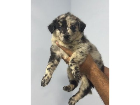 Dünyanın en akıllı köpekleri