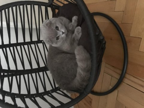4,5 aylık scottish fold lilak dişi