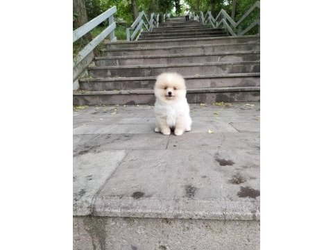 Pomeranian boo