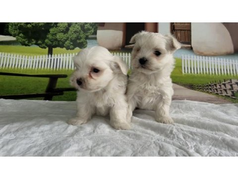 Maltese terrier yavru