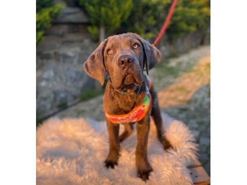 Gerçek cane corso köpekler için ulaşın