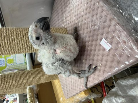 El besleme jako papağanı yavruları