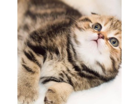 Minik kıvrım büyük sevgi black golden scottish fold