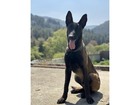 Koyu maske belçika kurdu yavrularımız