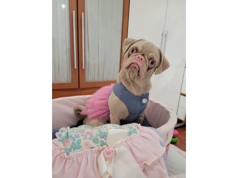 Egzotik pug mops