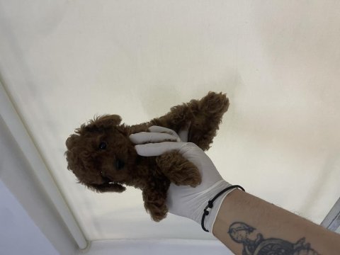Efsane poodle yavrularımız