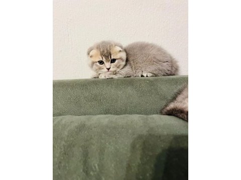 Scottish fold kediler tuvalet eğitimleri var