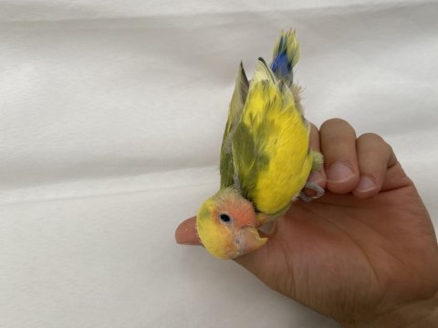El besleme full evcil papağanımız