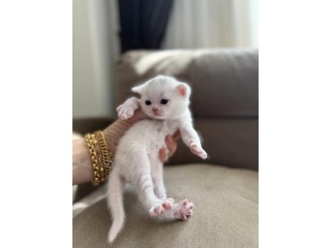 British shorthair beyaz silver ve blue yavrular