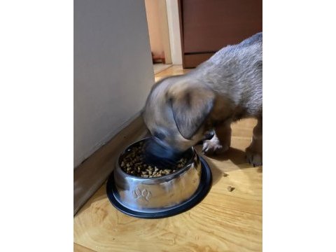 Küçük ırk fino yavru ev köpeği