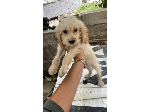 Antalya maltipoo köpekler