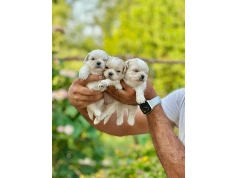 Korea teacup maltese yavrularımız