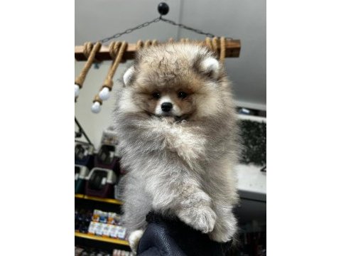 3.5 aylık dişi pomeranian köpeğimiz