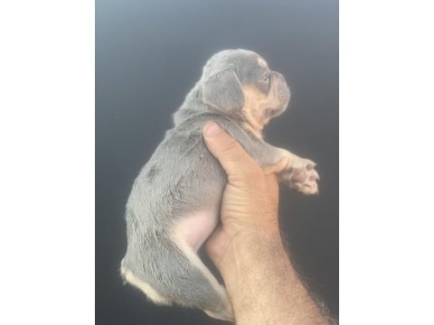 İzmirden lilact an french bulldog dişi yavrumuz