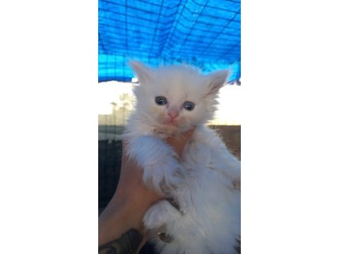 British longhair