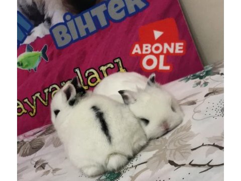 Broken cüce bebek tavşanlar