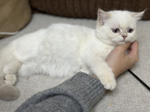 Golden point ay 1133 british shorthair