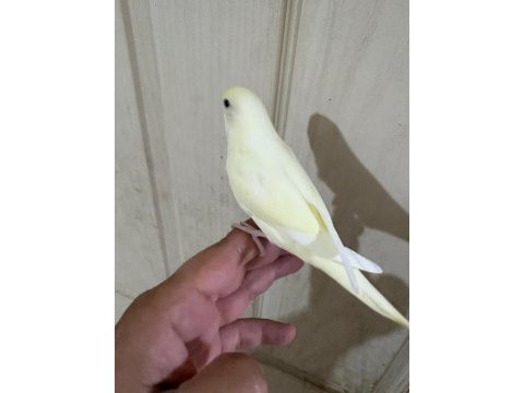 30 günlük cremio dişi bebek muhabbet kuşu
